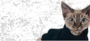 AU ROYAUME DES CHATS